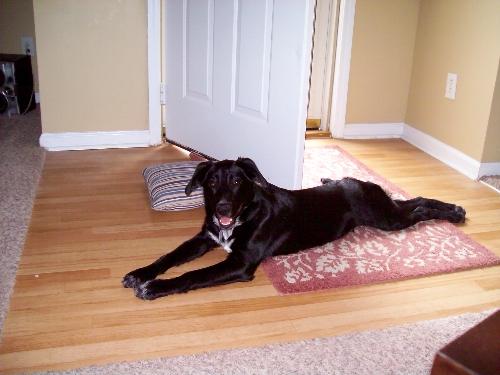 Lucky - This is the pup that I got after I lost my dog of 8 years to cancer and this pup is exactly the same color and gender as my beloved pet. Lucky is 7 months old now.