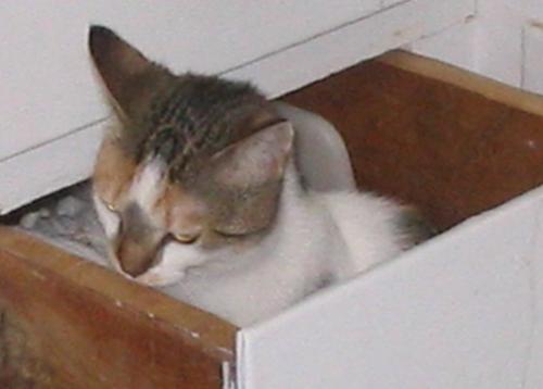 Kitty in a Drawer -  Shirley loves to sneak into the cabinet and up into my dishtowel drawer for a nap!