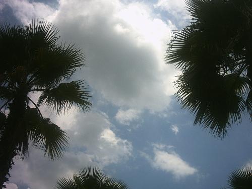 Nature at it&#039;s best - Sitting in Florida and just happened to look up at the sky and took this picture.