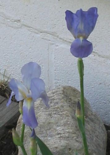 My Friend Iris - 
I transplanted a lot of iris around the property and they have all done well.