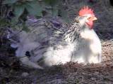 chicken in the shade - meet Dotty   chickens are such fun characters to photograph