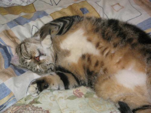 Our older fur-baby, 11 years old - This is a picture of my 11 year old feline baby doing what he most likes to do, besides eating, now that he's an older cat. Occasionally he does get up to play, and run around the house, with our younger fur-baby who's going to be 8 years old June 30th, 2008.