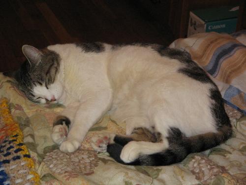 Our younger fur-baby, 7 1/2 years old - This is a picture of my younger feline baby who's doing what he always does after running around our house like a lunatic lol. Although we adopted our 11 yr old from North Shore Animal League (in Port Washington, LI), our soon-to-be 8 year old fur-baby was a stray cat who followed me into our former-apartment and stayed :)