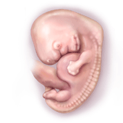 8 week  - fetus