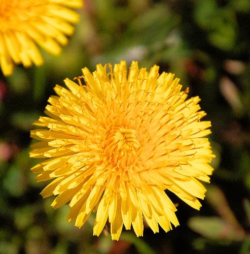 flower - close up of spring