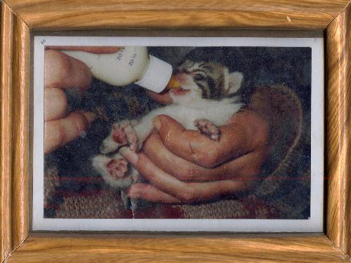Got Milk? - This Photo is of my Cat Lee Lee Lu, when born she and her Sister were from a Litter that were infected with Distemper and I used to take them to work with me to give them Meds and although it about cost me my Job. Good News, both of them are alive and healthy and are beautiful.