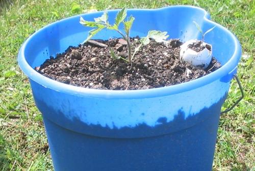 My eggplant - I started tomatoes from seed this year,and those that I started in eggshells are doing great!