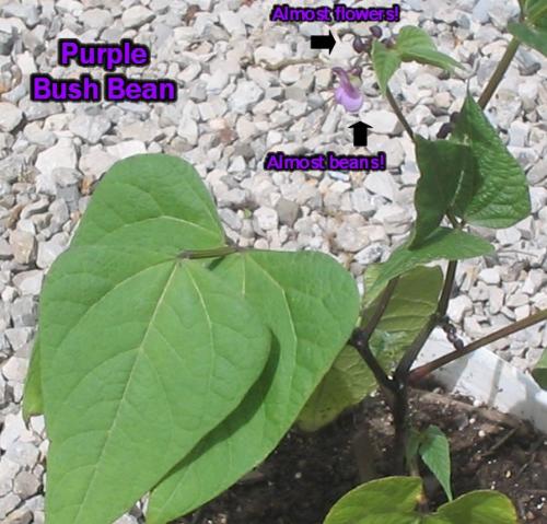 My Purple Bush Bean - 
My purple bush bean is flowering, so I should see pretty purple beans soon!