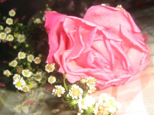 rose - flower given to me :)