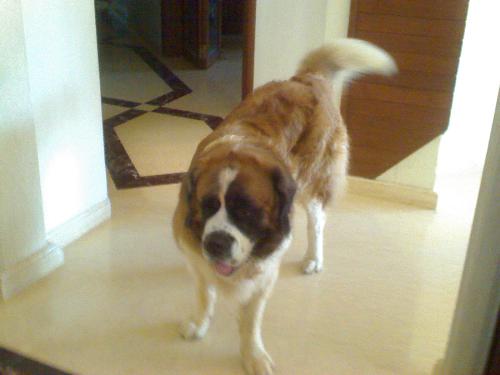 doggy - my pet at hme