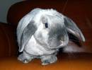 rabbit - arent they real cute