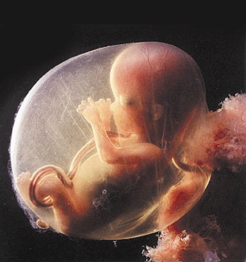 New life - baby, fetus