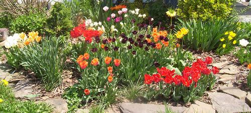 My Tulip Bed 2008 - This is my Tulip bed from this spring.