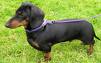 Black Dachshund - This is a picture of a black and tan dachshund who was rescued.