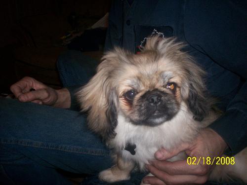 Bear AKA Pooky Bear - This is Bear who is a male pekinese and is 4 months old