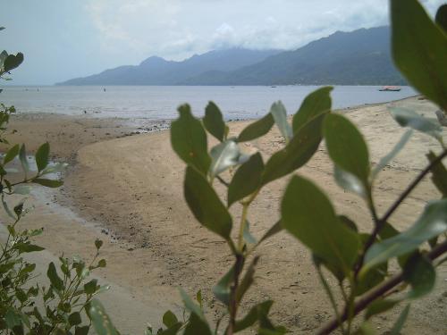 the beauty of nature - taking picture of the plants at the beach