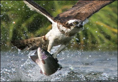 Eagle fisher - Eagle is fishing there.