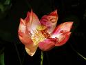 Buddha - Picture of Lord Buddha Superimposed on a Flower.