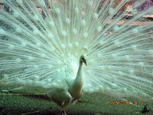 White Peacock - A white peacock is as majestic as its colored counterpart when it comes to displaying its feathers. 