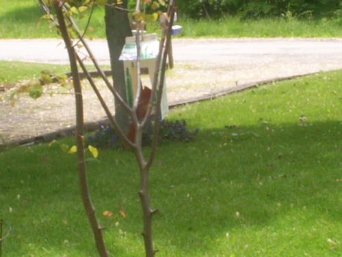 Cardinal in the bird feeder - This is the bird feeder my son made with a cardinal inside..