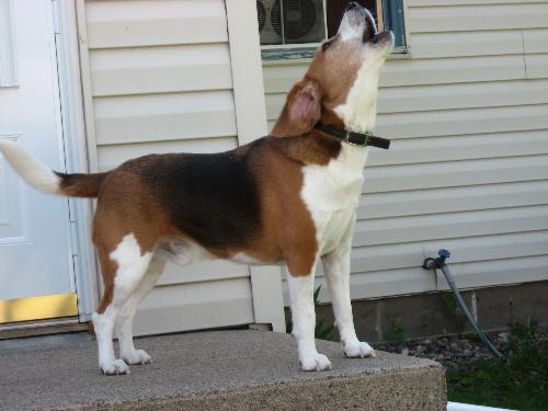 My Buster - Buester was howling at something he smelled.