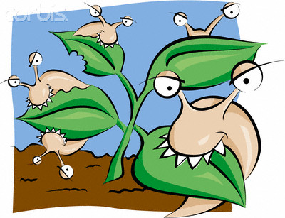 Slugs eating plants  - Slugs eating plants animated