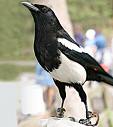 The Gorgeous But Pesky Magpie - These guys are so pretty to look at, but make sure you have ear plugs in because they can get quite loud. The Gorgeous But Pesky Magpie - These guys are so pretty to look at, but make sure you have ear plugs in because they can get quite loud.