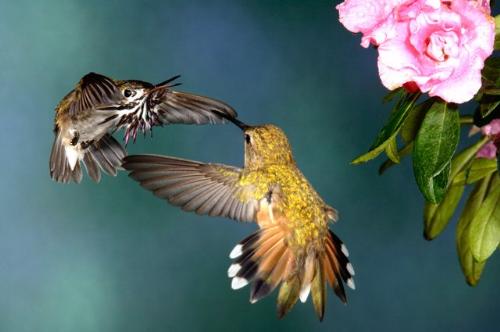 Beautiful Jewels  - humming birds