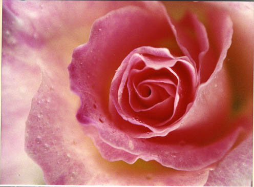 Pink chiffon rose. - Beautiful, delicate shade of pink, aptly named the 'Pink Chiffon'.