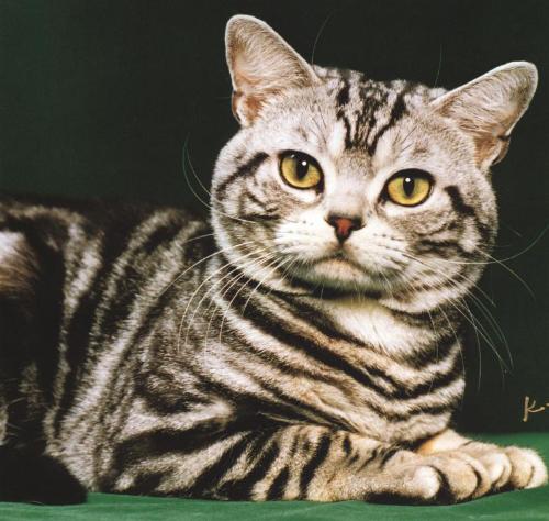 cats and wrird habits - Cat sting and staring