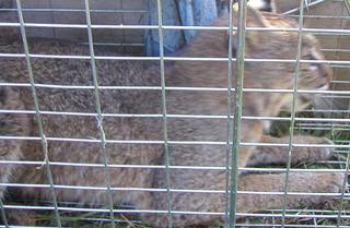 bob cat - this large female bobcat was captured in our yard -