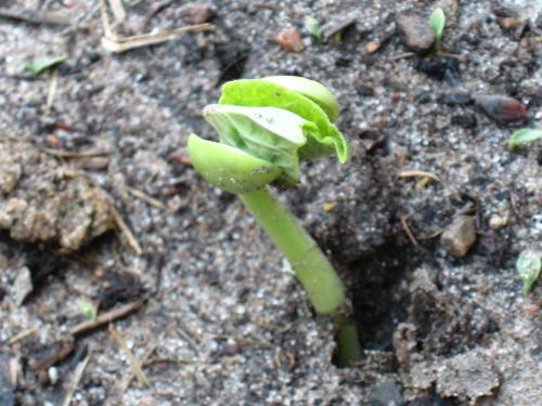 Green Bean Sprouting Up - My pole beans are popping up finally.