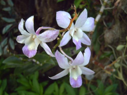violet orchids - this maybe not a sampaguita or a rose but i also like orchids.