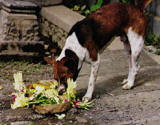 Bali dog eat the overing - Bali dog eat the overing after the ceremony Bali dog eat the overing - Bali dog eat the overing after the ceremony
