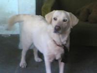 Barbie - my labrador baby....