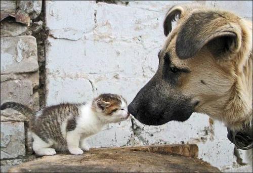 cat kiss - Cutest kiss...