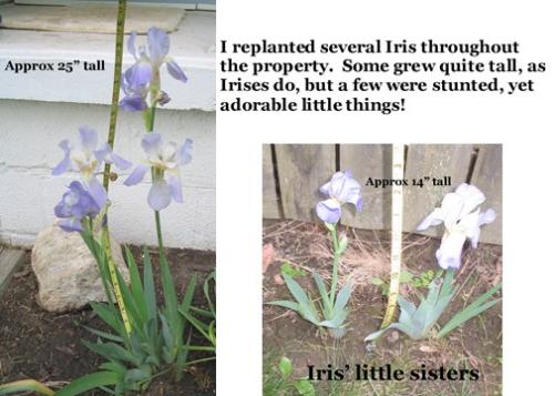 Iris and Her Baby Sisters - I replanted some Iris that were sprouting around the property and all did well, but a few came up vertically challenged!