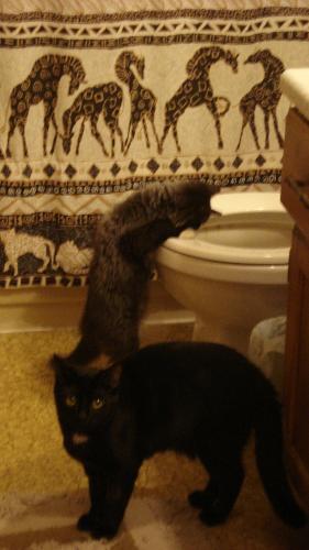 Jinx looking in and Itty Bitz watching - My kitten seems to be interested in the toilet flushing
