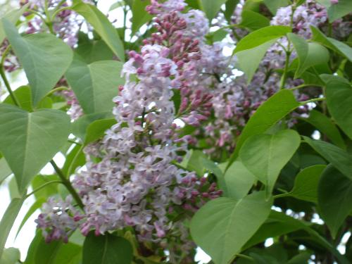 Light Purple - I like these but not as much as the deeper purple color