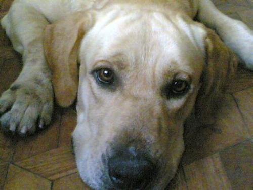 pocholo - my yellow Labrador