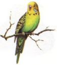 parakeet - if they are a pet wait for a year after you get them to breed them.