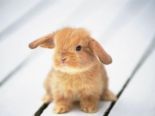 little cotton tails - it is very cute