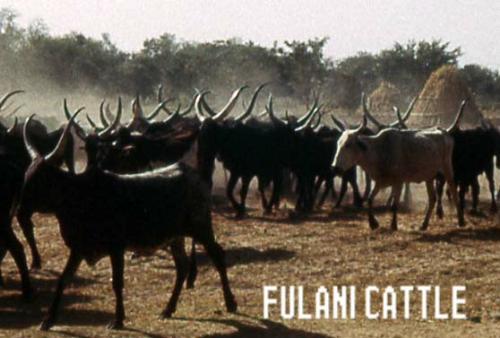 Fullani Cattle - This is a photo of a herd of cattle being driven to the slaughter houses in the big African cities.They are called Fullani Cattle.Fullani were the vagabonds and they travelled from one place to another raising and grazing cattle.There is a very famous poem titled 'Fulani Cattle' written by an African poet of great repute.These cattle very patiently move towards the big cities to be slaughtered and they don't protest.They bear all sorts of atrocities and the clemencies of weather.They are born and they grow up and finally get slaughtered.  Rajasir