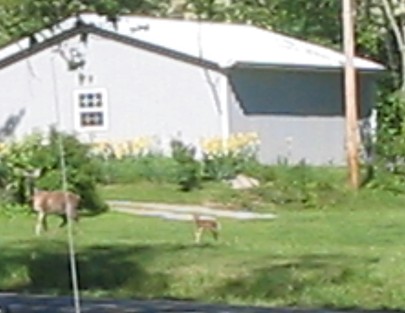 Doe and Fawn - 
The fawn are on the ground!