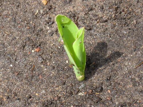 Sweet Corn - The corn is now starting to grow.