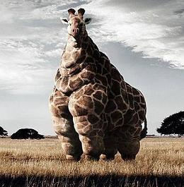Giraffe - As you can see, McDonald's has finally made it to Africa. 