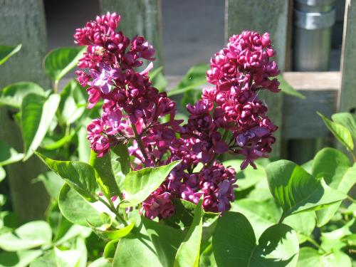 Deep Purple - Only one flower this year on a newly planted bush.