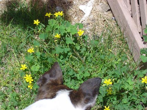 unknown flowers - flowers, with clover-type leaves unknown flowers - flowers, with clover-type leaves