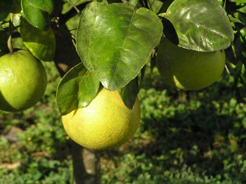 Grapefruit on the Grapefruit Tree - This is a picture of one of our first grapefruits on our little seedless ruby red grapefruit tree in our back yard.