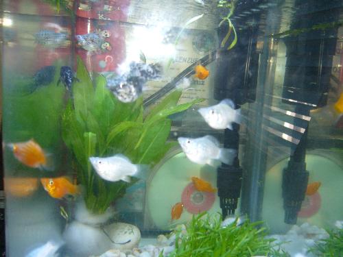 yellow and silver mollies - our fish tank